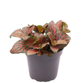 Fittonia albivenis 'Joly Josan Red' potted plant in nursery pot on white background.