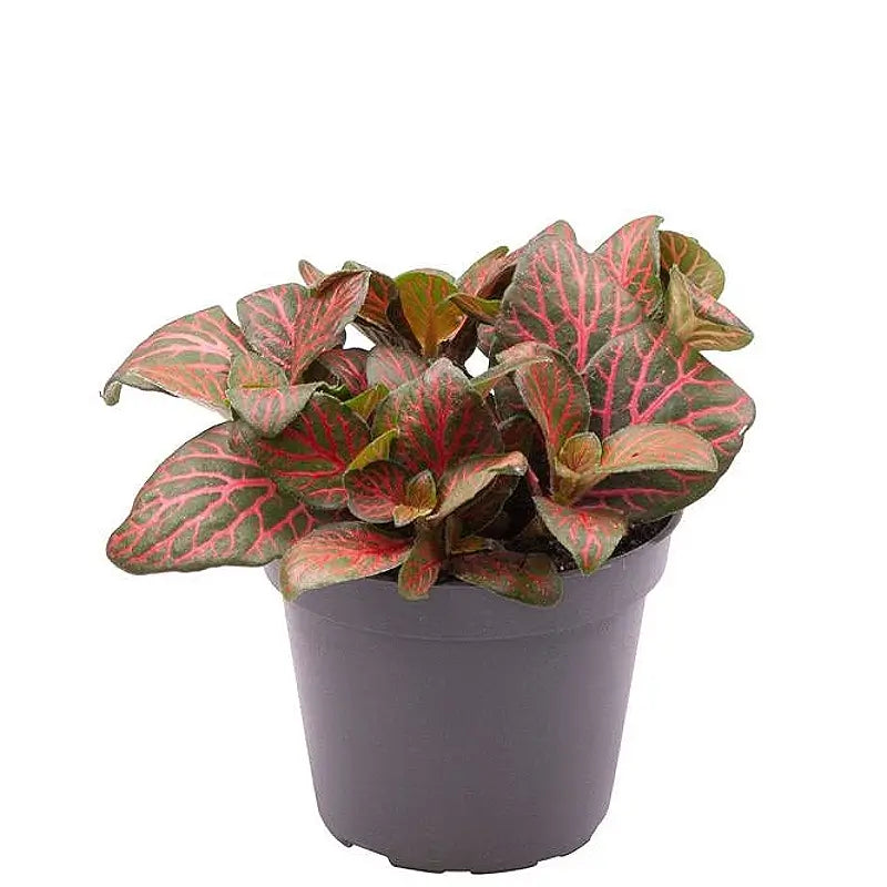 Fittonia albivenis 'Joly Josan Red' potted plant in nursery pot on white background.