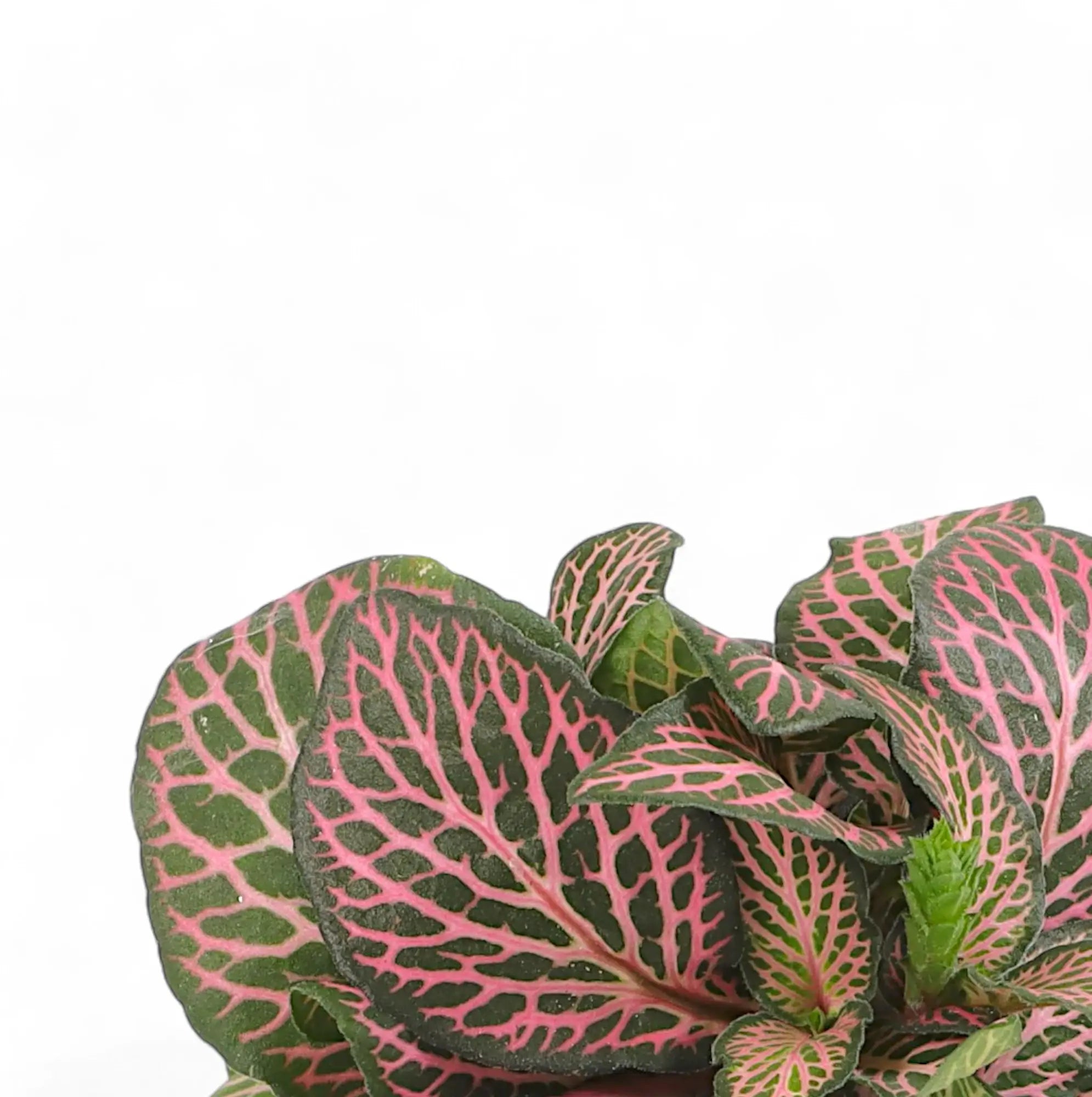 Fittonia albivenis 'Pink Ruby' ('Pink Specik') – Blattdetail vor weißem Hintergrund..