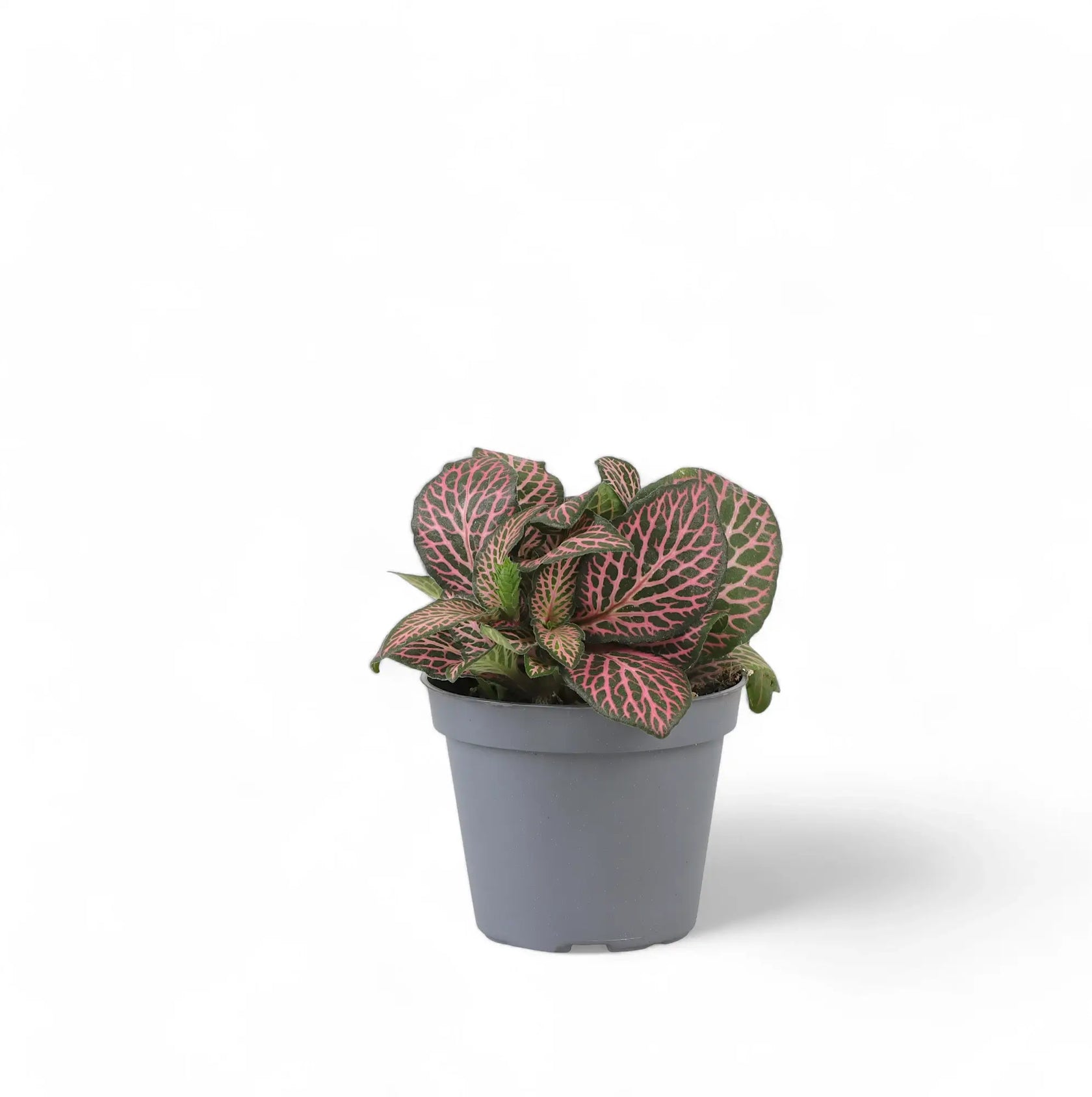 Fittonia albivenis 'Pink Ruby' ('Pink Specik') potted plant in nursery pot on white background.