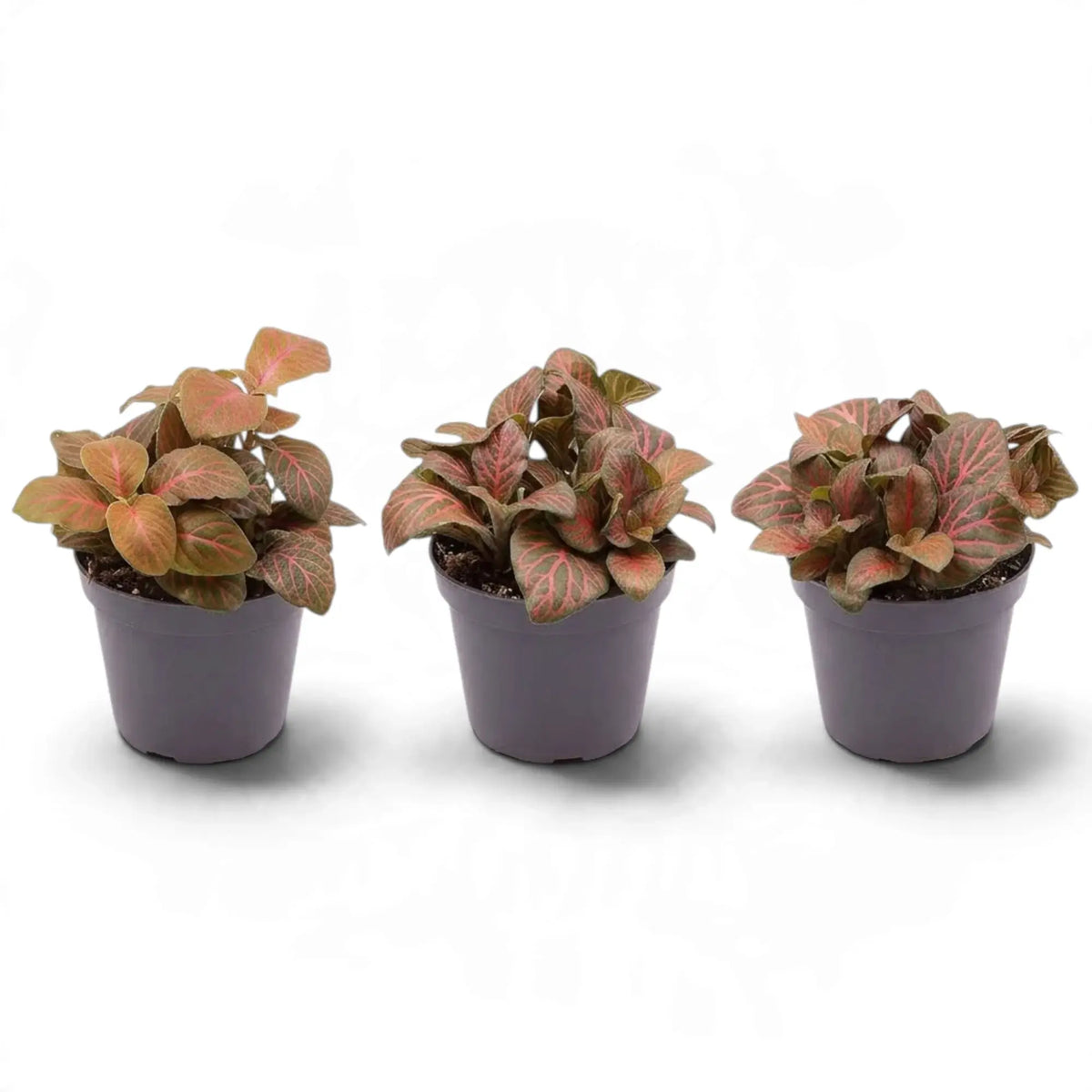 Three small Fittonia 'Joly Josan Red' plants with pink-veined leaves in pots