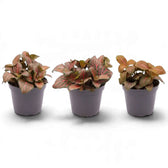 Three potted Fittonia 'Joly Josan Red' plants with pink and green leaves