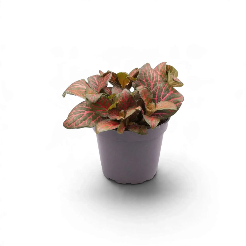 Small Fittonia 'Joly Josan Red' in a grey pot with prominent pink veins