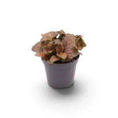 Small potted Fittonia 'Joly Josan Red' with pink and muted green leaves