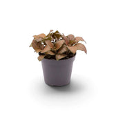 Potted Fittonia 'Joly Josan Red' with bronze-green leaves and pink veins