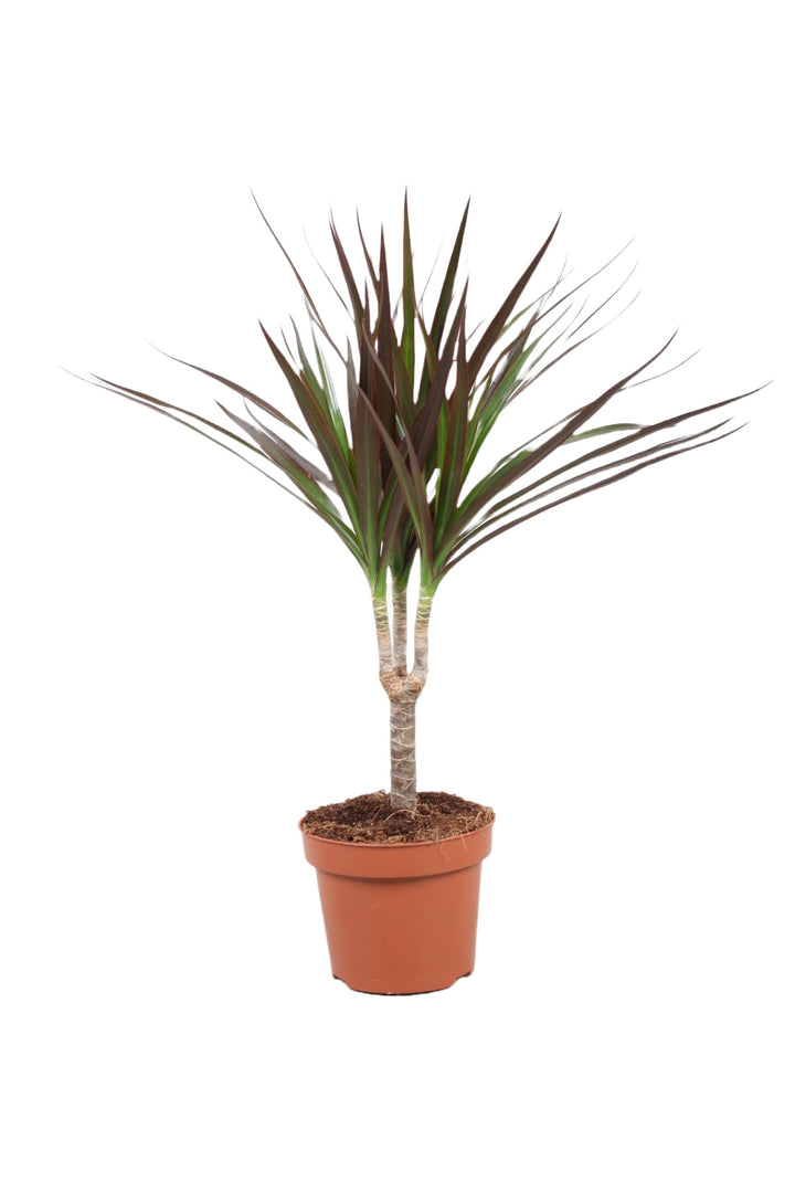 Dracaena reflexa var. angustifolia 'Magenta' potted houseplant in nursery pot on white background, product photo 2.
