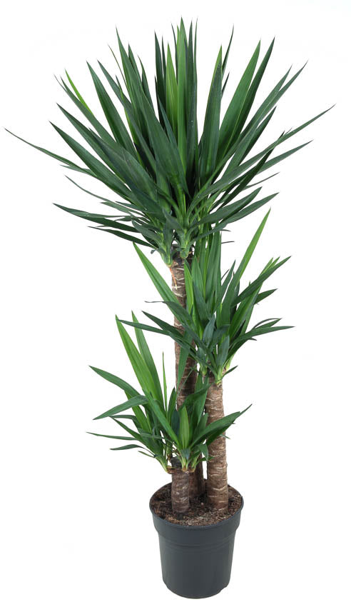 Yucca gigantea | Foliage Factory