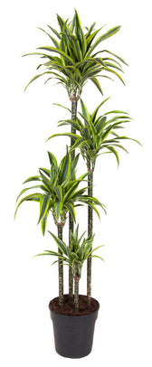 MM-MEC-1513 - 0 product photo.