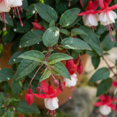 Fuchsia 'Madame Cornelissen' close-up detail.
