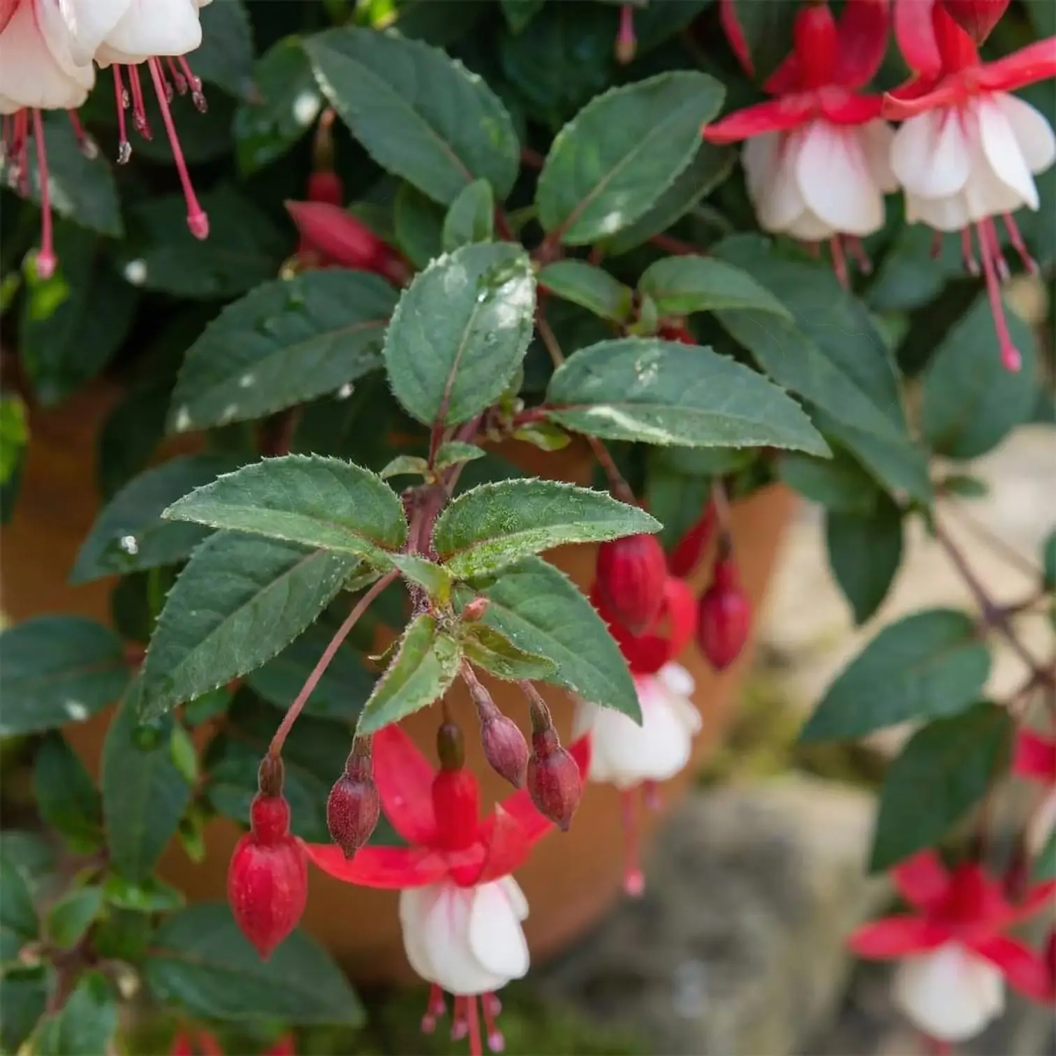 Fuchsia 'Madame Cornelissen' close-up detail.