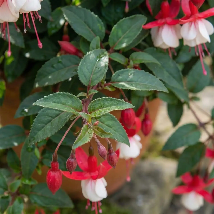 Fuchsia 'Madame Cornelissen' – Nahaufnahme.
