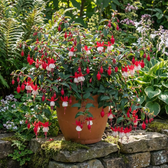 Fuchsia 'Madame Cornelissen' detail shot.