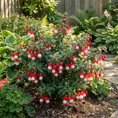 Fuchsia 'Madame Cornelissen' plant detail.