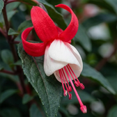 Fuchsia 'Madame Cornelissen' plant detail.