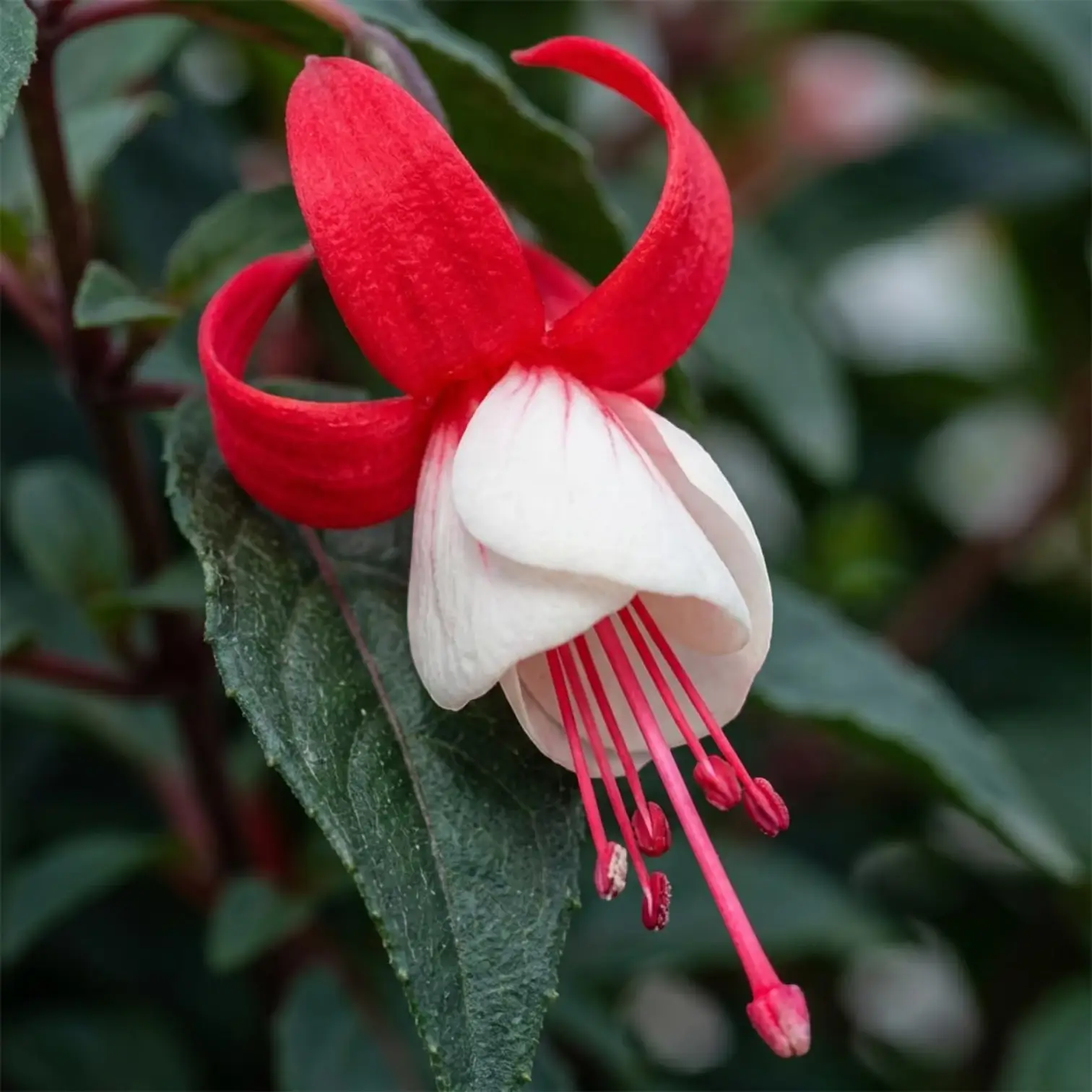 Fuchsia 'Madame Cornelissen' plant detail.