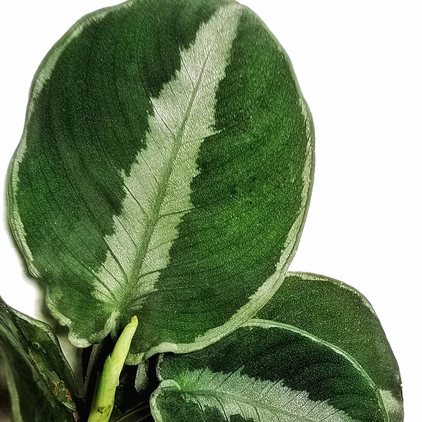 Schismatoglottis bella – Blattdetail vor weißem Hintergrund..