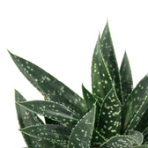 Gasteria 'D.Due' – Blattdetail vor weißem Hintergrund..