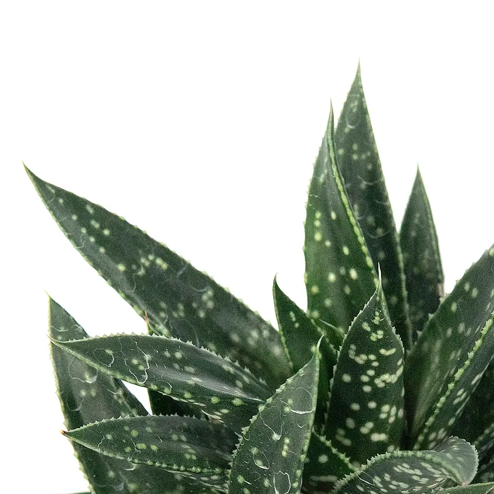 Gasteria 'D.Due' – Blattdetail vor weißem Hintergrund..