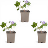 Geranium 'Johnson's Blue' – Nahaufnahme.