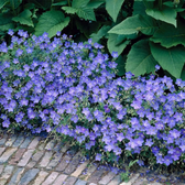 Geranium 'Johnson's Blue' – Detailaufnahme.