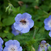 Geranium 'Johnson's Blue' – Detailaufnahme der Pflanze.
