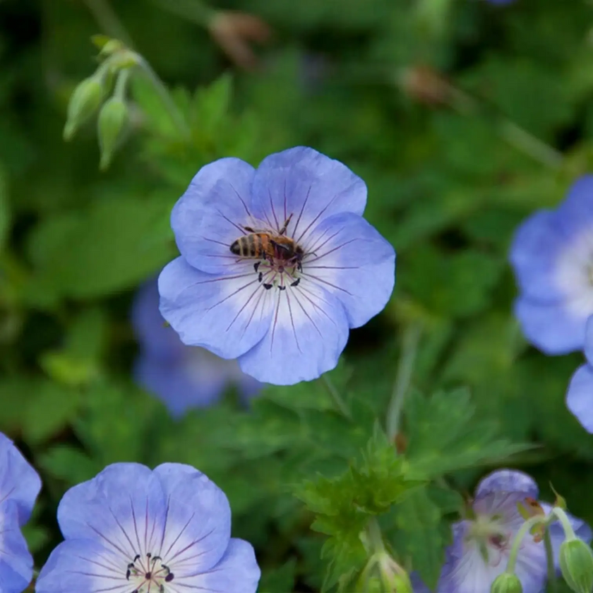 Geranium 'Johnson's Blue' – Detailaufnahme der Pflanze.