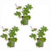Geranium macrorrhizum 'Spessart' close-up detail.
