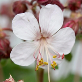 Geranium macrorrhizum 'Spessart' detail shot.
