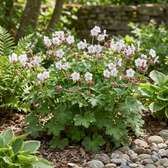 Geranium macrorrhizum 'Spessart' plant detail.