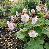 Geranium macrorrhizum 'Spessart' plant detail.