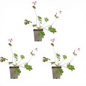 Geranium × cantabrigiense 'Biokovo' – Detailaufnahme.