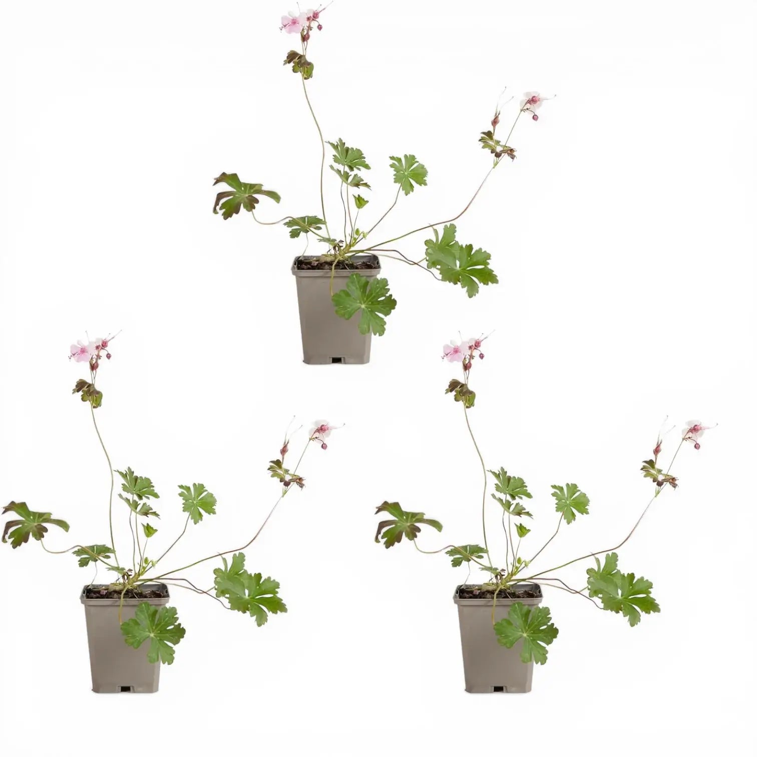 Geranium × cantabrigiense 'Biokovo' – Detailaufnahme.