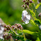 Geranium × cantabrigiense 'Biokovo' – Nahaufnahme.
