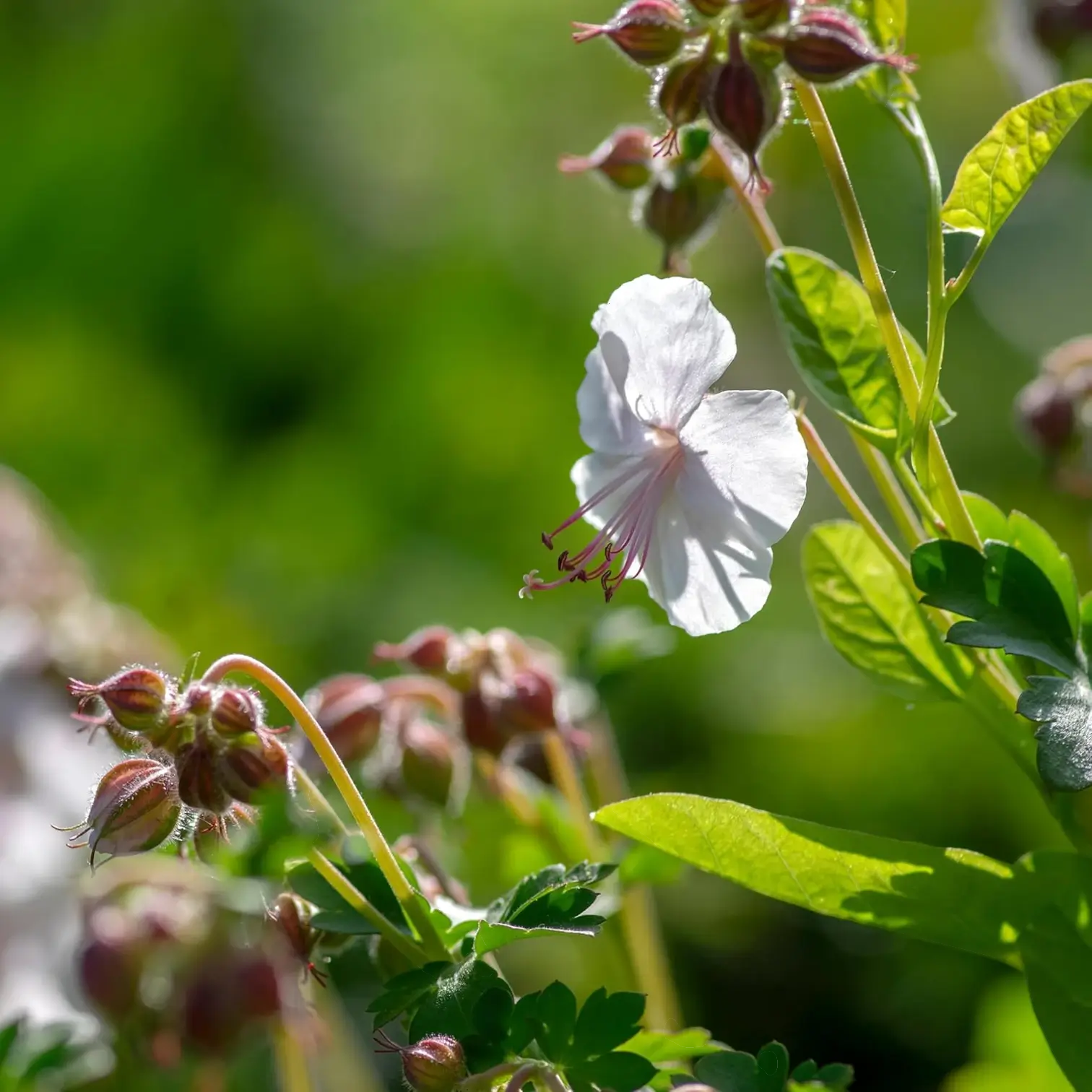 Geranium × cantabrigiense 'Biokovo' – Nahaufnahme.