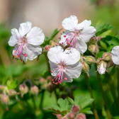 Geranium × cantabrigiense 'Biokovo' – Nahaufnahme.