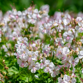 Geranium × cantabrigiense 'Biokovo' – Detailaufnahme der Pflanze.
