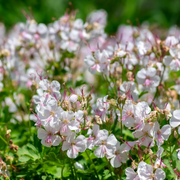 Geranium × cantabrigiense 'Biokovo' – Detailaufnahme der Pflanze.