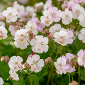 Geranium × cantabrigiense 'Biokovo' – Detailaufnahme der Pflanze.