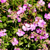 Geranium × cantabrigiense 'Cambridge' detail shot.