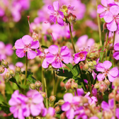 Geranium × cantabrigiense 'Cambridge' close-up detail.