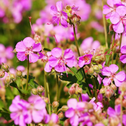Geranium × cantabrigiense 'Cambridge' close-up detail.