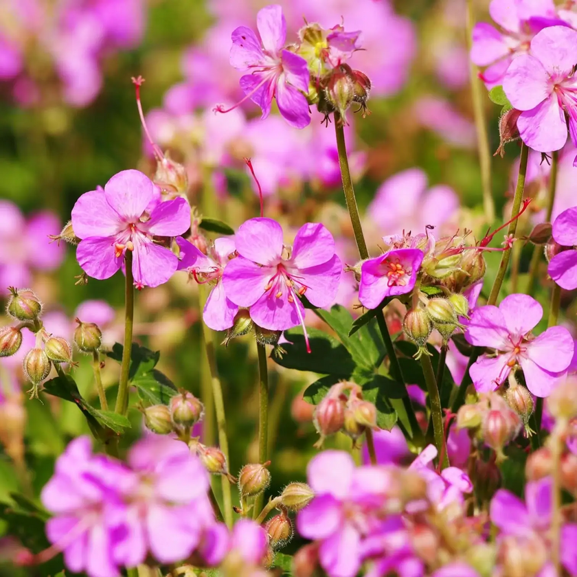 Geranium × cantabrigiense 'Cambridge' – Nahaufnahme.