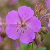 Geranium × cantabrigiense 'Cambridge' close-up detail.