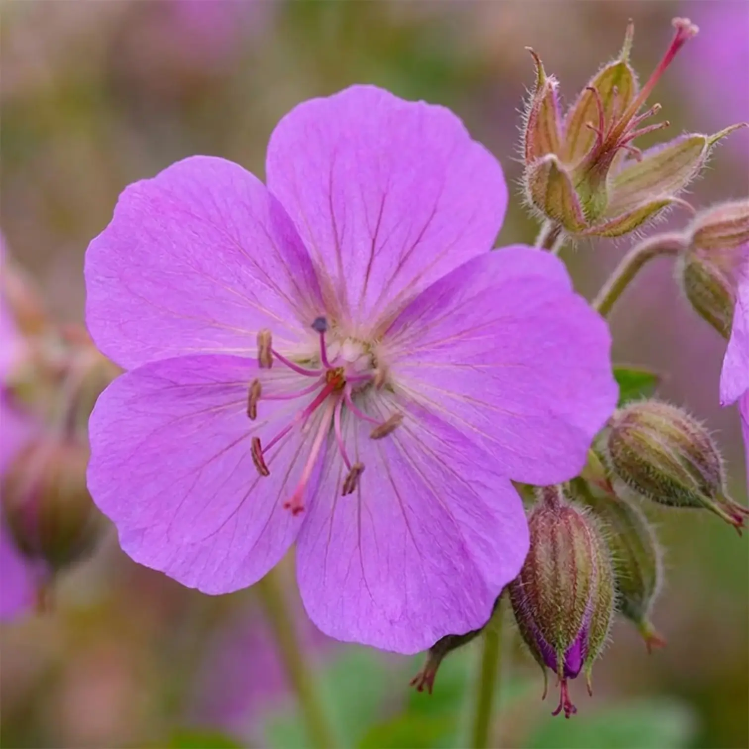 Geranium × cantabrigiense 'Cambridge' close-up detail.