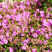 Geranium × cantabrigiense 'Cambridge' plant detail.