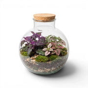 Glas-Terrarium Bowl mit Pflanzen und Korkdeckel auf weißem Hintergrund