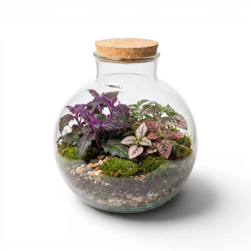 Glass terrarium Bowl  with plants and a cork lid on a white background