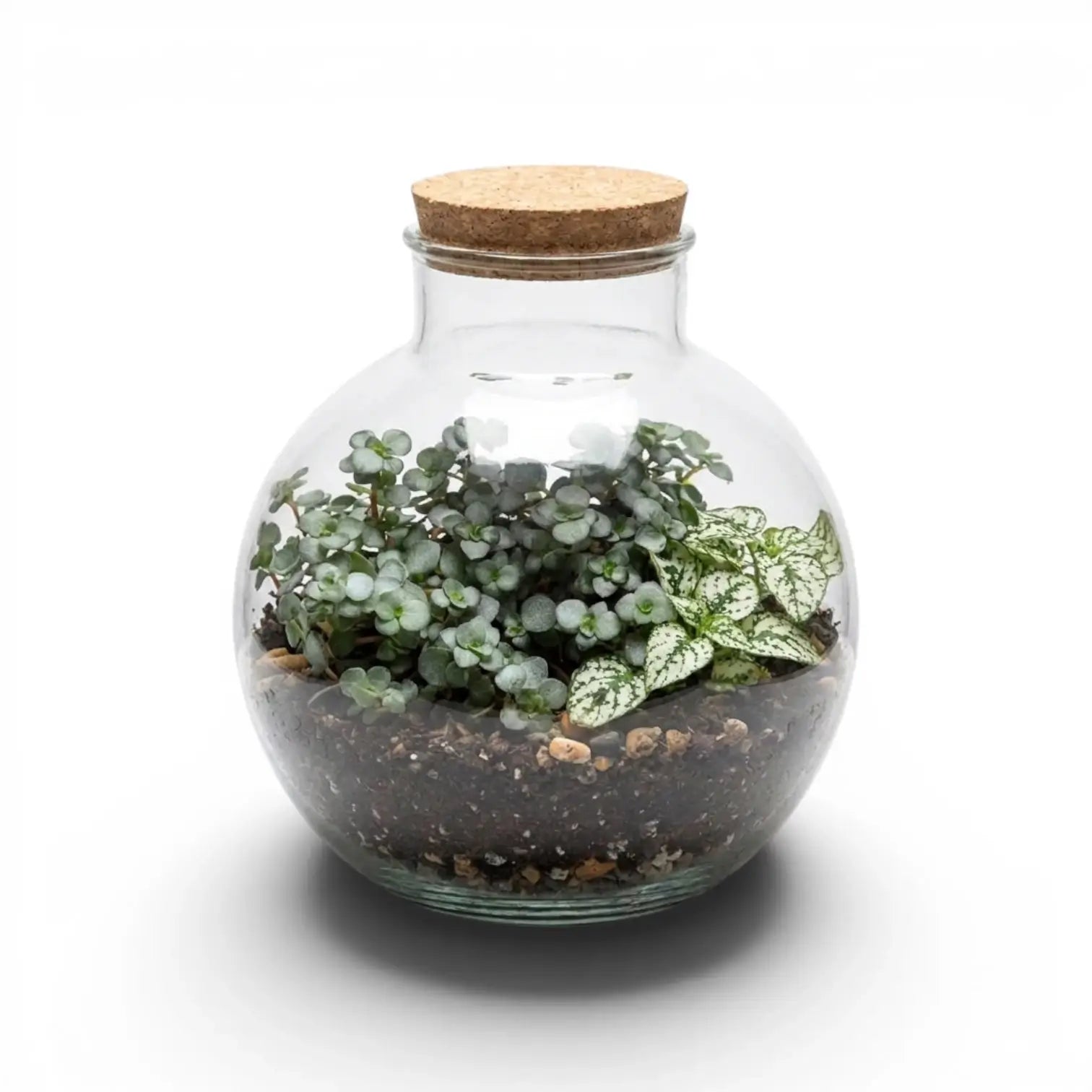 Glas-Terrarium Bowl mit Pflanzen und Korkdeckel auf weißem Hintergrund