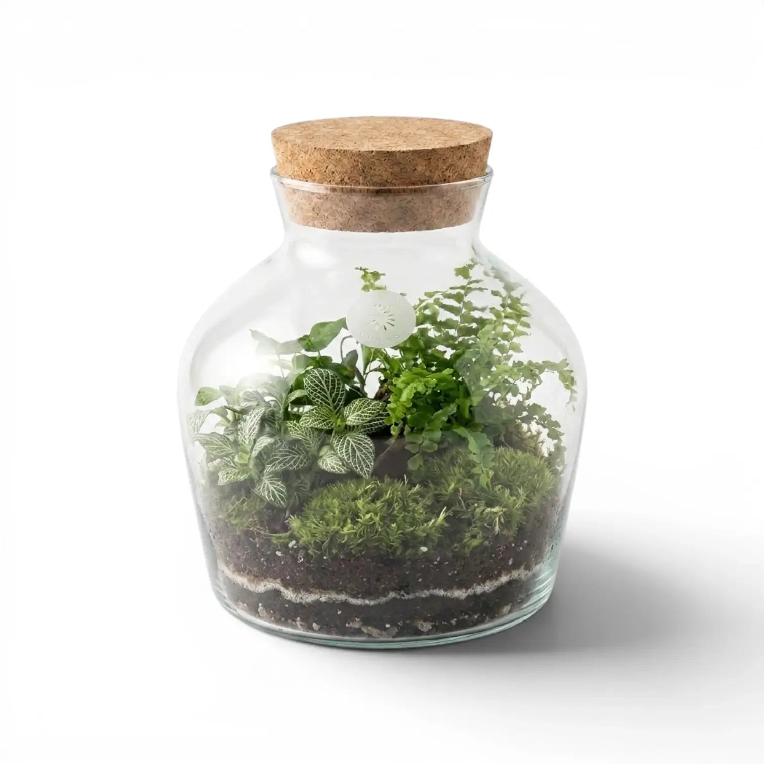 Glasgefäß Dean mit Korkdeckel und kleinem Terrarium mit Pflanzen auf weißem Hintergrund