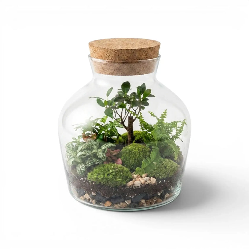 Glass jar Dean with cork lid containing a small terrarium with plants and rocks on a white background